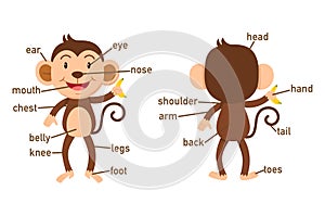 Illustration of monkey vocabulary part of body