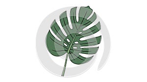 The background is plain white, emphasizing the leaf s structure