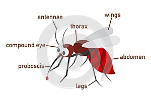 Illustration of mosquito vocabulary part of body