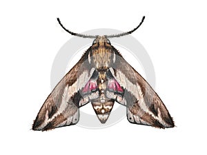 Illustration moth watercolor on white background