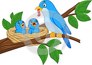 Mother blue bird feeding babies in a nest photo