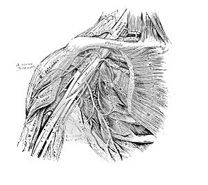 The illustration of muscles and arteries on the shoulder in the old book die Anatomie des Menschen, by C. Heitzmann, 1875, Wien