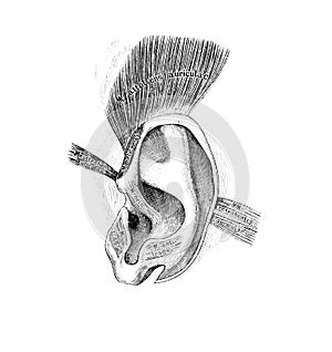 The illustration of muscles of the auricle in the old book die Descriptive Anatomie, by C. Heitzmann, 1870, Wien