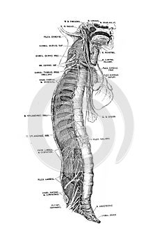 The illustration of muscles and nerves of the body in the old book die Anatomie des Menschen, by C. Heitzmann, 1875, Wien