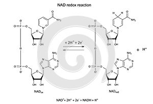 Illustration of NAD redox reaction
