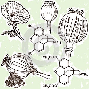 Illustration of narcotics - poppy and opium photo