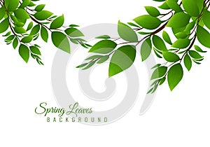 Illustration nature background with green leaves