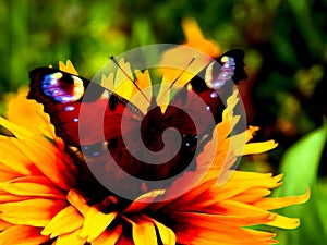 Illustration of a neon flower with a butterfly