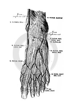 The illustration of the nerves at the feet in the old book die Anatomie des Menschen, by C. Heitzmann, 1875, Wien