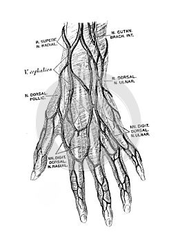 The illustration of nerves in the outside of hand in the old book die Anatomie des Menschen, by C. Heitzmann, 1875, Wien