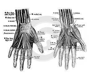 The illustration of nerves in the palm of hand in the old book die Anatomie des Menschen, by C. Heitzmann, 1875, Wien