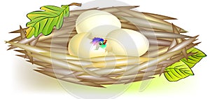 Illustration of nest with eggs.