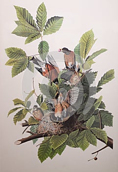 Illustration of nesting American robin Turdus migratorius