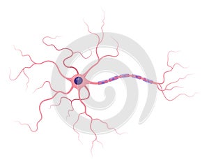 Illustration of neuron anatomy. Structure. Vector infographic nerve cell axon and myelin sheath