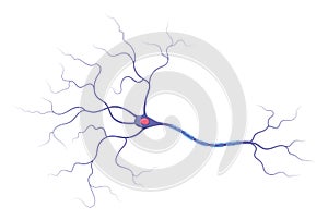 Illustration of neuron anatomy. Structure. Vector infographic nerve cell axon and myelin sheath