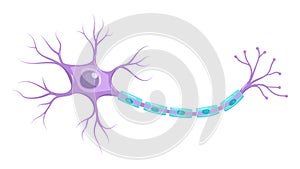 Illustration of neuron anatomy. Vector infographic Neuron, nerve cell axon and myelin sheath