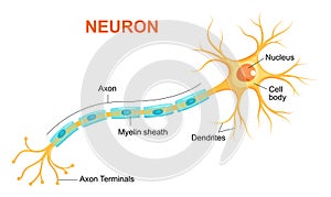 Illustration of neuron anatomy. Vector infographic Neuron, nerve cell axon and myelin sheath