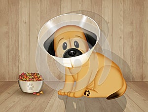 Illustration of neutered dog