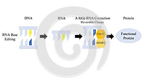 Illustration of the new CRISPR-Cas13 (clustered regularly interspaced short palindromic repeats) photo