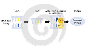 Illustration of the new CRISPR-Cas13 (clustered regularly interspaced short palindromic repeats)