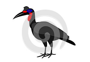 Illustration of a northern ground hornbill, Bucorvus abyssinicus