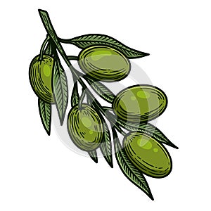 Illustration of olive branch in engraving style. Design element for logo, label, sign, emblem, poster.