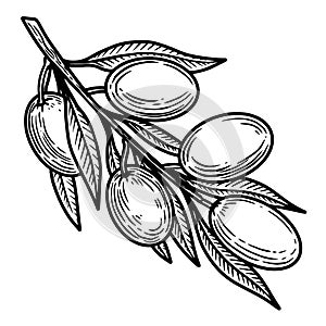Illustration of the olive branch in engraving style. Design element for poster, card, banner, sign, logo.