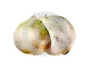 Illustration of a onion drawn on a white background.