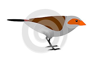 Illustration of an orange cheeked waxbill, Estrilda melpoda