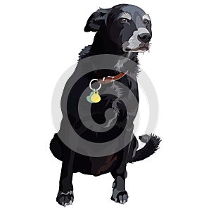 Outbred dog. Vector illustration