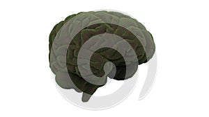 Brain overgrown mind illustration 3d render photo