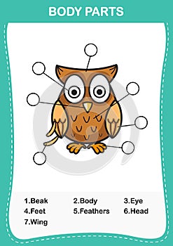 Illustration of owl vocabulary part of body