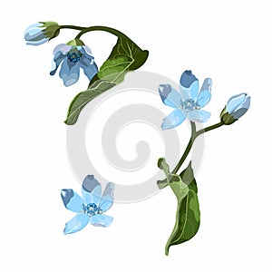 Illustration with oxypetalum flower drawn by hand. Botanical natural collection.