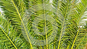 Illustration of palm branches closeup