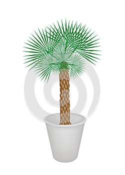 Illustration of A Palm Tree in Flower Pot