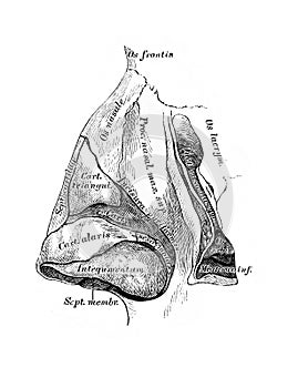 The illustration of parts of the nose in the old book die Descriptive Anatomie, by C. Heitzmann, 1870, Wien