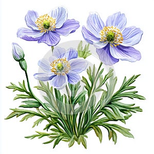 illustration of Pasqueflowers, spring flowers, soft watercolor tones, detailed illustration, cartoonish. photo