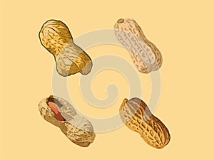 Nutty Delight - Illustration of Peanut