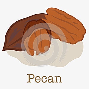 Illustration of a pecan nut. Illustration of a delicious and nutritious nut with a delicate buttery taste