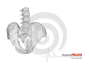 illustration of pelvis abstract scientific background