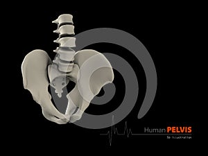 illustration of pelvis abstract scientific background