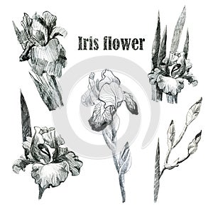 Illustration, pencil. Iris flowers. Freehand drawing. Iris branches. Iris leaves. Set