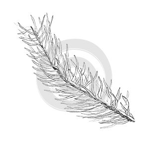 Illustration, pencil. Spruce branch. Freehand drawing of a spruce branch on a white background