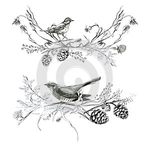 Illustration, pencil vignette, set. Drawing of birds, leaves and branches of plants. Freehand drawing on a white background