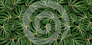 Illustration of a philodendron leaves tropical seamless pattern, close up a plant green background, applicable for banner, sign