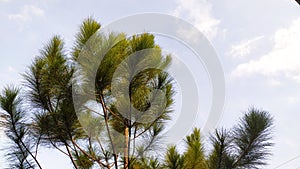 Illustration Photography of Fir Tree and Sky.