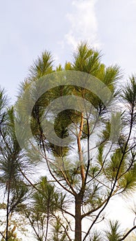 Illustration Photography of Fir Tree and Sky.
