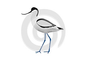 Illustration of a pied avocet, Recurvirostra avosetta