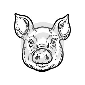 Illustration of a pig head isolated on white background. Pork meat. Design element for poster, menu ,card