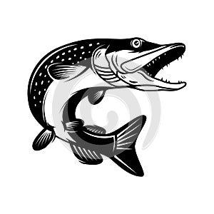 Illustration of pike fish in monochrome style. Pike fish isolated on white background